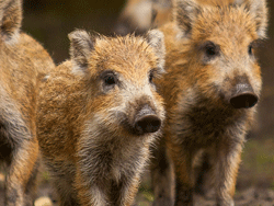 Onze Natuur